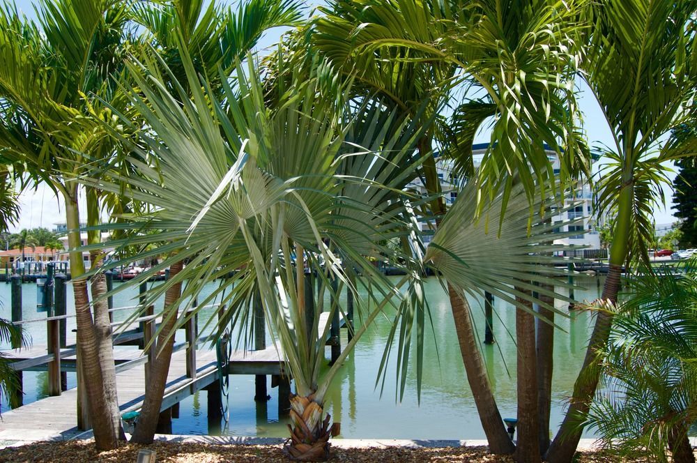 Sta N Pla Motel Clearwater Beach Esterno foto